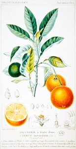 Citrus Aurantium lub Seville Orange , ok.1820 (kolor grawerowany)