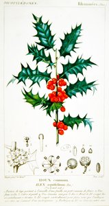 Ostrokrzew (Ilex aquifolium) płyta botaniczna, ok. 1820 (kolor lito)