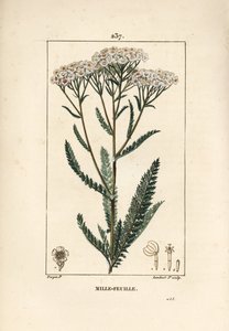 Krwawnik Achillee - Krwawnik pospolity, Achillea millefolium. Ręcznie barwiony miedzioryt kropkowany autorstwa Lamberta Juniora na podstawie rysunku Pierre Jean-Francois Turpin z Chaumeton, Poiret and Chamberet „La Flore Medicale”, Paryż, Panckoucke autorstwa Pierre Jean Francois Turpin