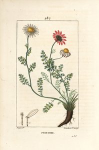 Afrykański Pyrethrum - Pellitory of Spain, Anthemis pyrethrum (Anacyclus pyethrum) z kwiatami, liśćmi, łodygą i korzeniami. Ręcznie barwiony miedzioryt kropkowany autorstwa Lamberta Juniora na podstawie rysunku Pierre Jean-Francois Turpin z Chaumeton, Poir autorstwa Pierre Jean Francois Turpin