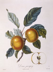 Jabłko „Doux-Juvigny” Henry Louis Duhamel du Monceau, płyta botaniczna – Pierre Jean Francois Turpin autorstwa Pierre Jean Francois Turpin