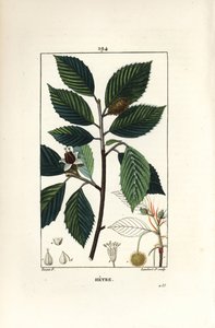 Buk, Fagus sylvatica. Ręcznie barwiony miedzioryt kropkowany autorstwa Lamberta Juniora na podstawie rysunku Pierre Jean-Francois Turpin z Chaumeton, Poiret and Chamberet „La Flore Medicale”, Paryż, Panckoucke autorstwa Pierre Jean Francois Turpin