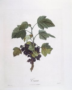 Czarna porzeczka (Ribes nigrum) lub czarna porzeczka Noir de Bourgogne Henry Louis Duhamel du Monceau, płyta botaniczna Pierre Jean Francois Turpin autorstwa Pierre Jean Francois Turpin