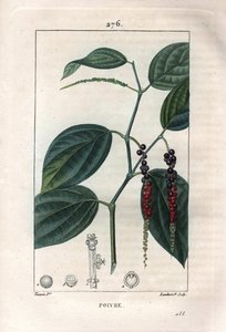 Botaniczny: pieprz czarny - Pieprz czarny z liśćmi i ziarnami pieprzu, Piper nigrum. Ręcznie barwiony miedzioryt punktowany wykonany przez Lamberta na podstawie rysunku Pierre Jean-Francois Turpin z Chaumeton, Poiret et Chamberet „La Flore Medicale”, Paryż autorstwa Pierre Jean Francois Turpin