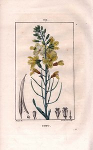 Botaniczny: kwiat kapusty - kwiat kapusty, Brassica oleracea. Ręcznie barwiony miedzioryt kropkowany autorstwa Lamberta na podstawie rysunku Pierre