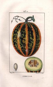 Botaniczny: dynia - Dynia, nasiona i przekrój owoców, dynia, Cucurbita pepo. Ręcznie barwiony miedzioryt kropkowany autorstwa Lamberta na podstawie rysunku Pierre