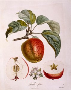 Botanika - Rosaceae - jabłko „Piękny kwiat”. (tablica botaniczna) autorstwa Pierre Jean Francois Turpin