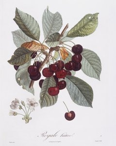 Wiśnia (Prunus avium), Henry Louis Duhamel du Monceau, płyta botaniczna autorstwa Pierre Jean Francois Turpin autorstwa Pierre Jean Francois Turpin
