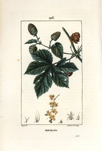 Chmiel pnący - Chmiel, Humulus lupulus. Ręcznie barwiony miedzioryt kropkowany autorstwa Lamberta Juniora na podstawie rysunku Pierre Jean-Francois Turpin z Chaumeton, Poiret and Chamberet „La Flore Medicale”, Paryż, Panckoucke autorstwa Pierre Jean Francois Turpin