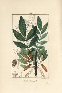 Jesion wyniosły lub jesion jedenasty - Jesion, Fraxinus excelsior, ukazujący w zarysie gałąź, liście, nasiona i liść. Ręcznie barwiony miedzioryt kropkowany autorstwa Lamberta Juniora na podstawie rysunku Pierre
