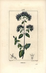 Oregano pospolite, zwane także dzikim majerankiem - Oregano lub dzikim majerankiem, Origanum vulgare, o kwiatach, liściach, szypułkach i nasionach. Ręcznie barwiony miedzioryt kropkowany autorstwa Lamberta Juniora na podstawie rysunku Pierre Jean-Francois 