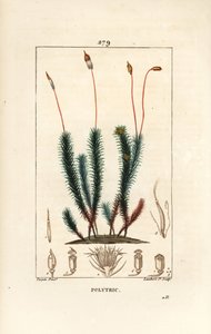 Polytrichum pospolite (pianka) - Mech pospolity włoskowaty, Polytrichum pospolity. Ręcznie barwiony miedzioryt kropkowany autorstwa Lamberta Juniora na podstawie rysunku Pierre Jean-Francois Turpin z Chaumeton, Poiret and Chamberet „La Flore Medicale”, Par autorstwa Pierre Jean Francois Turpin