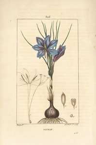 Krokus - Szafran krokus, Crocus sativus, ukazujący kwiat, liść, łodygę, bulwę i znamię. Ręcznie barwiony miedzioryt kropkowany autorstwa Lamberta Juniora na podstawie rysunku Pierre