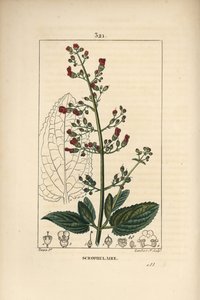 Skrofulary uszne - Trądzik wodny, Scrophularia aquatica, z obrysem kwiatów, liści, łodyg, nasion i liści. Ręcznie barwiony miedzioryt kropkowany autorstwa Lamberta Juniora na podstawie rysunku Pierre