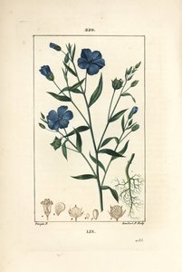 Len - siemię lniane, Linum sativum. Ręcznie barwiony miedzioryt kropkowany autorstwa Lamberta Juniora na podstawie rysunku Pierre Jean-Francois Turpin z Chaumeton, Poiret and Chamberet „La Flore Medicale”, Paryż, Panckoucke autorstwa Pierre Jean Francois Turpin