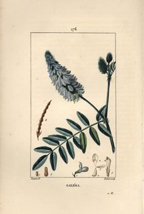 Galega - ruta kozia, Galega officinalis, z kwiatem, liściem i nasieniem. Ręcznie barwiony miedzioryt kropkowany wykonany przez Dubois na podstawie rysunku Pierre