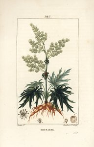 Rabarbar ogrodowy - Rabarbar, Rheum rhabarbarum (Rheum palmatum), o kwiatach, szypułce, liściu, nasionach i korzeniu. Ręcznie barwiony miedzioryt kropkowany autorstwa Lamberta Juniora na podstawie rysunku Pierre
