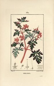 Geranium trawa a Robert - Hert Robert, Geranium robertianum. Ręcznie barwiony miedzioryt kropkowany autorstwa Lamberta Juniora na podstawie rysunku Pierre Jean-Francois Turpin z Chaumeton, Poiret and Chamberet „La Flore Medicale”, Paryż, Panckoucke autorstwa Pierre Jean Francois Turpin