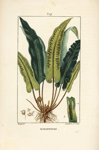 Paproć języczkowata, Asplenium scolopendrium, z liśćmi, nasionami i korzeniem. Ręcznie barwiony miedzioryt kropkowany autorstwa Lamberta Juniora na podstawie rysunku Pierre Jean-Francois Turpin z Chaumeton, Poiret and Chamberet „La Flore Medicale”, Paryż,  autorstwa Pierre Jean Francois Turpin