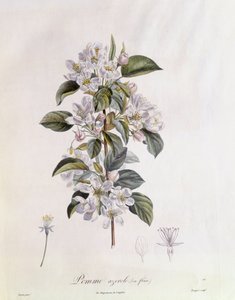 Kwiat głogu (Crataegus azarolus) Henry Louis Duhamel du Monceau, płyta botaniczna, Pierre Jean Francois Turpin autorstwa Pierre Jean Francois Turpin