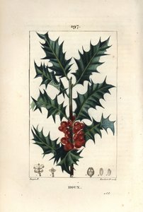 Ostrokrzew - Ostrokrzew, Ilex aqualifolium, o kłujących liściach i czerwonych jagodach. Ręcznie barwiony miedzioryt kropkowany autorstwa Lamberta Juniora na podstawie rysunku Pierre Jean-Francois Turpin z Chaumeton, Poiret and Chamberet „La Flore Medicale” autorstwa Pierre Jean Francois Turpin