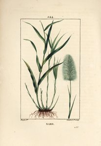 Nard indyjski, wskazuje, spicanard - Spikenard, Andropogon nardus, z liściem, korzeniem i kwiatem. Ręcznie barwiony miedzioryt punktowany autorstwa Lamberta Juniora na podstawie rysunku Pierre