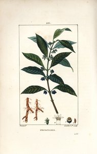 Ipeca lub Ipecacuana - Ipecacuanha, Psychotria emetica, z liściem, kwiatem i korzeniem. Ręcznie barwiony miedzioryt kropkowany autorstwa Lamberta Juniora na podstawie rysunku Pierre