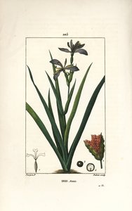 Iris fetide lub tęczówka noga, tęczówka śmierdząca - Irys śmierdzący, Iris foetida, z kwiatem, liściem i strąkiem nasiennym. Ręcznie barwiony miedzioryt punktowany wykonany przez Dubois na podstawie rysunku Pierre Jean-Francois Turpin z Chaumeton, Poiret i autorstwa Pierre Jean Francois Turpin
