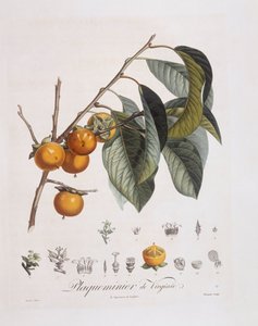 Japońska persymona lub kaki (Diospyros kaki), Henry Louis Duhamel du Monceau, płyta botaniczna autorstwa Pierre Jean Francois Turpin autorstwa Pierre Jean Francois Turpin