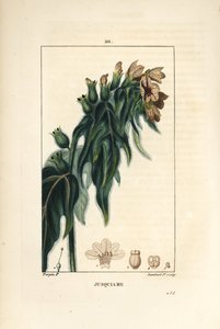 Jusquiame - Trujący lulek, Hyoscyamus vulgaris, kwiat, liść i nasiona. Ręcznie barwiony miedzioryt kropkowany autorstwa Lamberta Juniora na podstawie rysunku Pierre Jean-Francois Turpin z Chaumeton, Poiret and Chamberet „La Flore Medicale”, Paryż, Panckou autorstwa Pierre Jean Francois Turpin