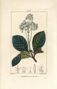 Ladenbergia oblongifolia (Cinchona magnifolia), z kwiatem, gałązką, liściem i nasionami. Ręcznie barwiony miedzioryt kropkowany autorstwa Lamberta Juniora na podstawie rysunku Pierre
