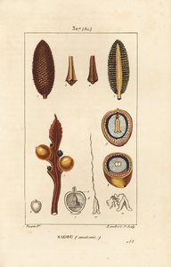 Duże gałęzie lub duże nasiona cycas - Queen sago, Cycas circinalis, ukazujące nasiona i przekrój. Zagrożony. Ręcznie barwiony miedzioryt kropkowany autorstwa Lamberta Juniora na podstawie rysunku Pierre