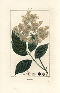 Bez czarny lub bez czarny - Drzewo bez czarny, Sambucus nigra. Ręcznie barwiony miedzioryt kropkowany autorstwa Lamberta Juniora na podstawie rysunku Pierre Jean-Francois Turpin z Chaumeton, Poiret and Chamberet „La Flore Medicale”, Paryż, Panck autorstwa Pierre Jean Francois Turpin