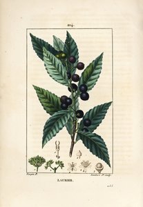 Drzewo laurowe, Laurus nobilis, z liśćmi, jagodami i nasionami. Ręcznie barwiony miedzioryt kropkowany autorstwa Lamberta Juniora na podstawie rysunku Pierre Jean-Francois Turpin z Chaumeton, Poiret and Chamberet „La Flore Medicale”, Paryż, Panckoucke autorstwa Pierre Jean Francois Turpin