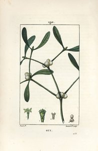 Jemioła liściasta - Jemioła, album Vissperm. Ręcznie barwiony miedzioryt kropkowany autorstwa Lamberta Juniora na podstawie rysunku Pierre Jean-Francois Turpin z Chaumeton, Poiret and Chamberet „La Flore Medicale”, Paryż, Panckoucke autorstwa Pierre Jean Francois Turpin
