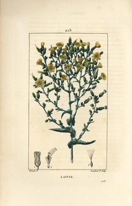 Sałata - Sałata, Lactuca sativa. Ręcznie barwiony miedzioryt kropkowany autorstwa Lamberta Juniora na podstawie rysunku Pierre Jean-Francois Turpin z Chaumeton, Poiret and Chamberet „La Flore Medicale”, Paryż, Panckoucke autorstwa Pierre Jean Francois Turpin