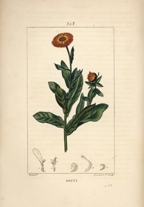 Nagietek lekarski, Calendula officinalis, o kwiatach, liściach i szypułce. Ręcznie barwiony miedzioryt kropkowany autorstwa Lamberta Juniora na podstawie rysunku Pierre Jean-Francois Turpin z Chaumeton, Poiret and Chamberet „La Flore Medicale”, Paryż, Panc autorstwa Pierre Jean Francois Turpin