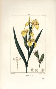 Marsh Iris lub Water Yellow Iris - Żółta irys, Iris palustris lutea, kwiat, liść i strąk nasion. Ręcznie barwiony miedzioryt kropkowany autorstwa Lamberta Juniora z rysunku Pierre