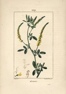 Melilot - koniczyna nostrzyka, Melitotus officinarum. Ręcznie barwiony miedzioryt kropkowany autorstwa Lamberta Juniora na podstawie rysunku Pierre Jean-Francois Turpin z Chaumeton, Poiret and Chamberet „La Flore Medicale”, Paryż, Panckoucke autorstwa Pierre Jean Francois Turpin