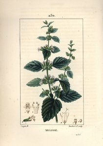 Melisse des jardins lub melisse uprawiana - balsam zwyczajny, Melissa hydrtensis. Ręcznie barwiony miedzioryt kropkowany autorstwa Lamberta Juniora na podstawie rysunku Pierre Jean-Francois Turpin z Chaumeton, Poiret i Chamberet „La Flore Medicale”, Paryż, autorstwa Pierre Jean Francois Turpin