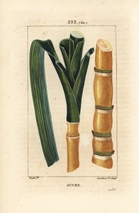 Trzcina szlachetna - Trzcina cukrowa, Saccharum officinarum, łodyga i liść. Ręcznie barwiony miedzioryt kropkowany autorstwa Lamberta Juniora na podstawie rysunku Pierre Jean-Francois Turpin z Chaumeton, Poiret and Chamberet „La Flore Medicale”, Paryż, Pan autorstwa Pierre Jean Francois Turpin