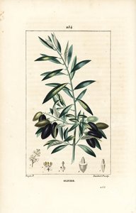 Olivier - Drzewo oliwne, Olea europaea, o liściach, gałęziach, owocach i nasionach. Ręcznie barwiony miedzioryt kropkowany autorstwa Lamberta Juniora na podstawie rysunku Pierre Jean-Francois Turpin z Chaumeton, Poiret and Chamberet „La Flore Medicale”, Pa autorstwa Pierre Jean Francois Turpin