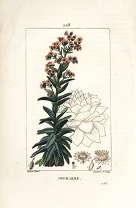Orpin - Rojnik, Sedum majus. Ręcznie barwiony miedzioryt kropkowany autorstwa Lamberta Juniora na podstawie rysunku Pierre Jean-Francois Turpin z Chaumeton, Poiret and Chamberet „La Flore Medicale”, Paryż, Panckoucke autorstwa Pierre Jean Francois Turpin