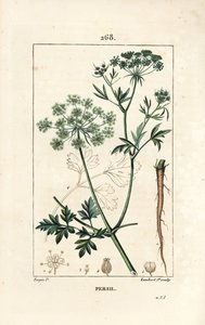 Pietruszka - Pietruszka ogrodowa, Petroselinum crispum, z kwiatem, liściem, łodygą, korzeniem i nasionami. Ręcznie barwiony miedzioryt kropkowany autorstwa Lamberta Juniora na podstawie rysunku Pierre Jean-Francois Turpin z Chaumeton, Poiret i Chamberet „L autorstwa Pierre Jean Francois Turpin