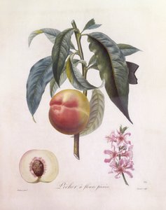 Brzoskwinia (Prunus persica), Henry Louis Duhamel du Monceau, płyta botaniczna – Pierre Jean Francois Turpin autorstwa Pierre Jean Francois Turpin