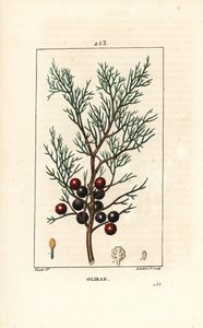 Phoenicie lub Lycia Juniper lub Red Juniper - jałowiec fenicki, arar lub kadzidło, Juniperus phoenicea, z gałązką, liściem i jagodą. Ręcznie barwiony miedzioryt kropkowany autorstwa Lamberta Juniora na podstawie rysunku Pierre