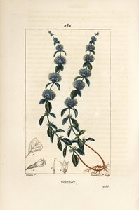 Pouliot Mint - mięta pennyroyal, Mentha pulegium, z kwiatem, liściem, łodygą, korzeniem i nasionami. Ręcznie barwiony miedzioryt kropkowany autorstwa Lamberta Juniora na podstawie rysunku Pierre Jean-Francois Turpin z Chaumeton, Poiret i Chamberet „La Flor autorstwa Pierre Jean Francois Turpin