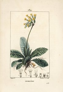 Primevere officinale ou brerelle, kukułka, herb a la paralysis, herb de Saint Paul, primerolle - Cowslip, Primula veris, ukazujący kwiat, liść i korzenie. Ręcznie kolorowany miedzioryt kropkowany autorstwa Lamberta Juniora na podstawie rysunku Pierre