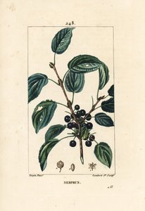 kruszyna przeczyszczająca, kruszyna przeczyszczająca lub kruszyna lekarska - kruszyna przeczyszczająca, Rhamnus cathartica. Ręcznie barwiony miedzioryt kropkowany autorstwa Lamberta Juniora na podstawie rysunku Pierre