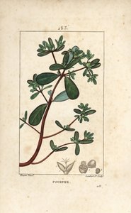 Portulaka, Porcelane, Porculaca oleracea, o liściach, szypułkach i kwiatach. Ręcznie barwiony miedzioryt kropkowany autorstwa Lamberta Juniora na podstawie rysunku Pierre Jean-Francois Turpin z Chaumeton, Poiret and Chamberet „La Flore Medicale”, Paryż, Pa autorstwa Pierre Jean Francois Turpin